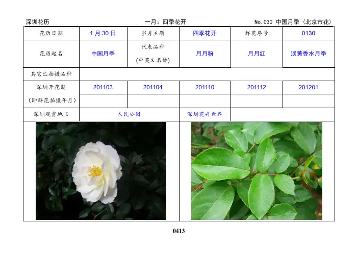 0130 中国月季