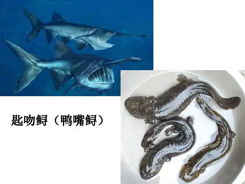 3浓缩料、添加剂预混料配方设计(1)