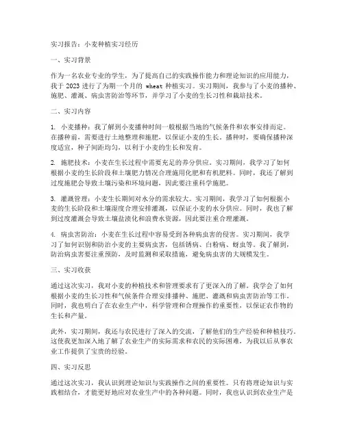 关于小麦种植的实习报告