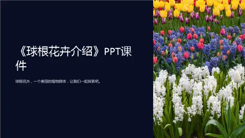 《球根花卉介绍》课件