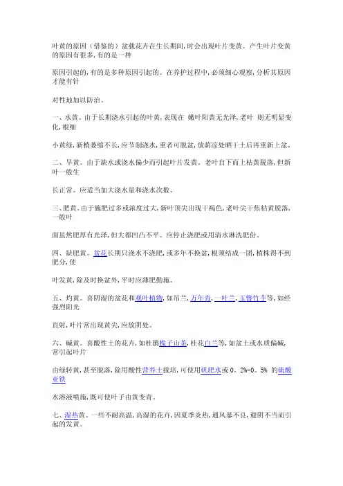 植物叶黄的原因