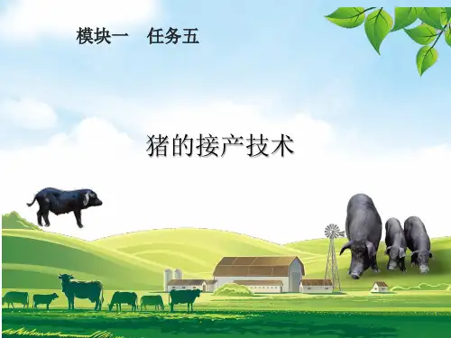 猪的接产技术课件(共41张PPT)《猪鸡生产》