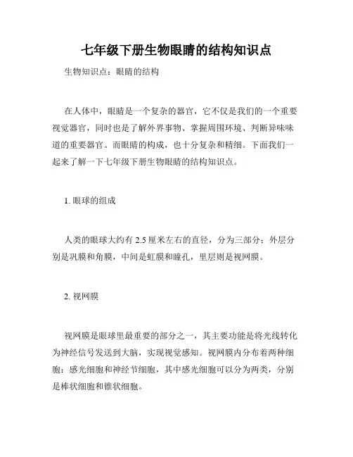 七年级下册生物眼睛的结构知识点