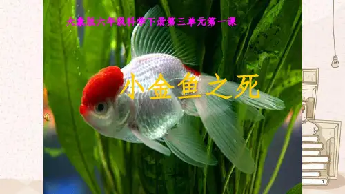 六年级科学《小金鱼之死》