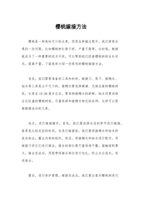 樱桃嫁接方法