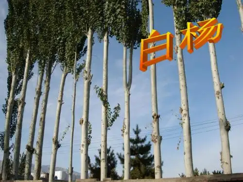 白杨(完美版ppt)