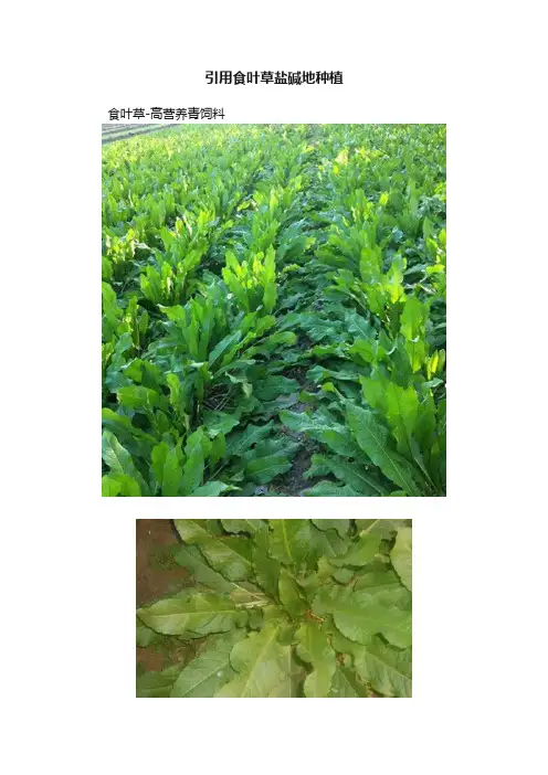 引用食叶草盐碱地种植