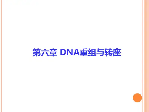 分子生物学：DNA重组与转座