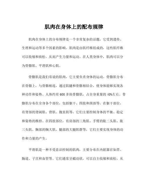 肌肉在身体上的配布规律