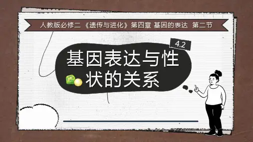 4.2基因表达与性状的关系(共39张PPT)