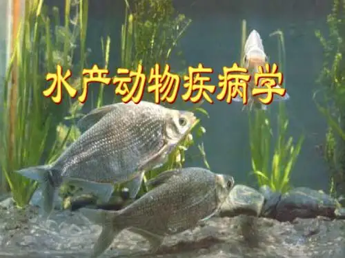 鱼病学第1章