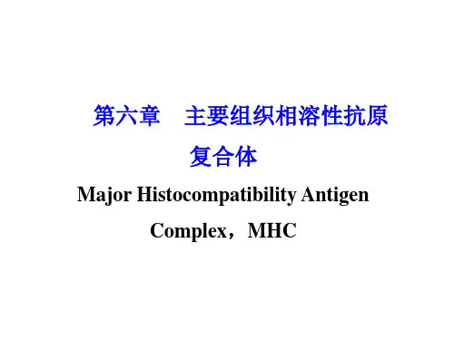 MHC分子的结构