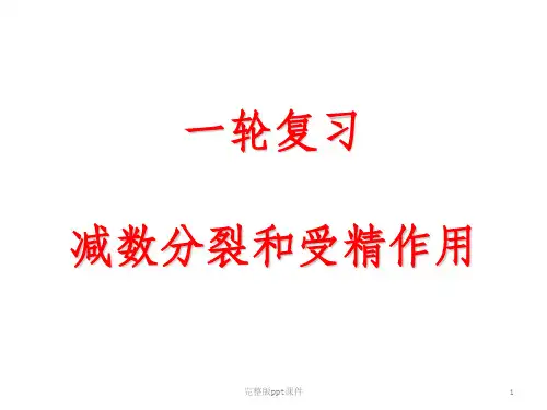 一轮复习-减数分裂PPT课件