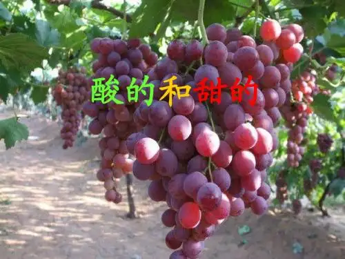 酸的和甜的张雪梅