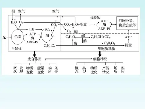 【课件】细胞呼吸的原理和应用课件2022-2023学年高一上学期生物人教版必修1