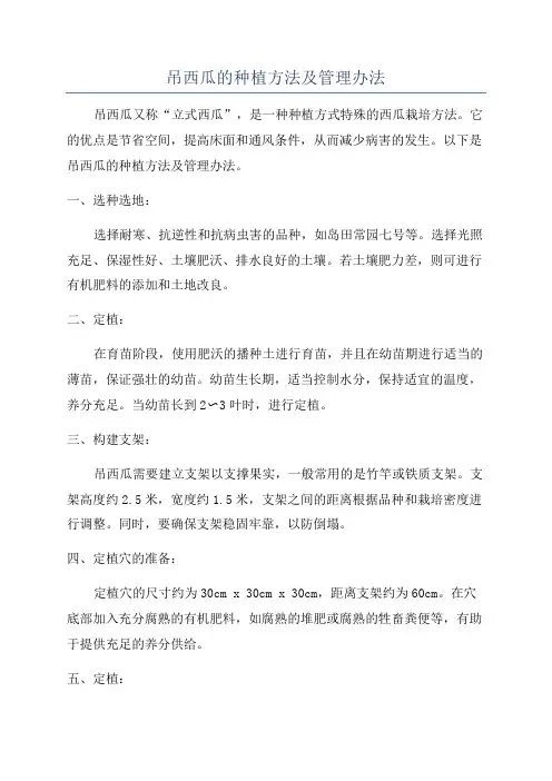 吊西瓜的种植方法及管理办法