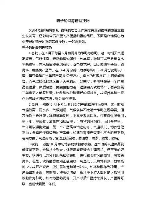 鸭子的饲养管理技巧