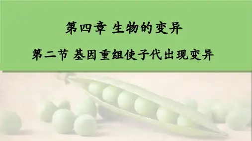 4.2基因重组使子代出现变异(教学课件)-高一下学期生物浙科版(2019)必修2