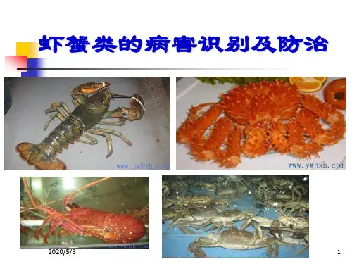 虾蟹类病害识别及防治PPT