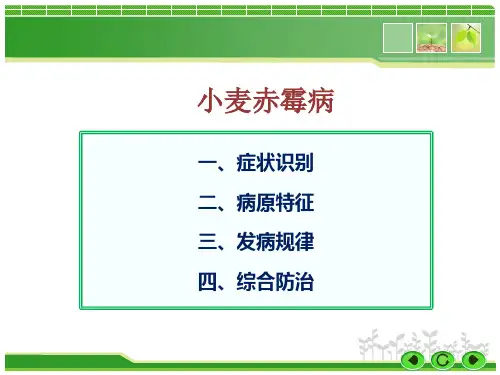 小麦赤霉病防治