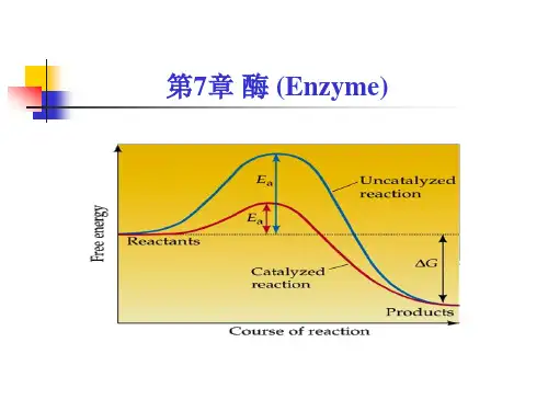 考研科目动物生物化学    酶