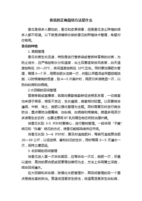 香瓜的正确栽培方法是什么