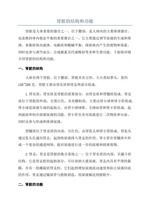 肾脏的结构和功能