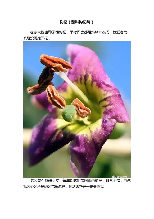 枸杞（茄科枸杞属）