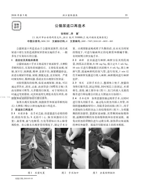 公猫尿道口再造术