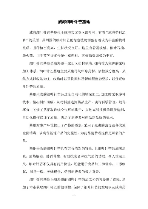 威海细叶针芒基地