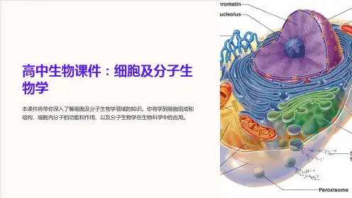 《高中生物课件：细胞及分子生物学》