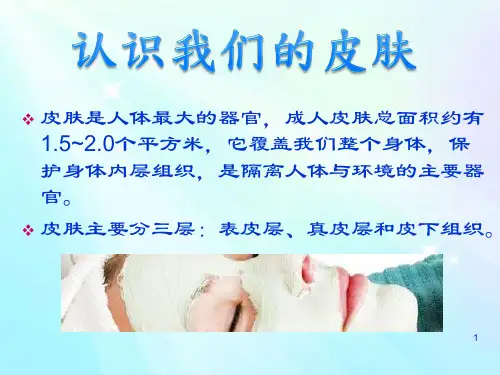 认识我们的皮肤