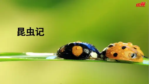 八年级上册语文《昆虫记》