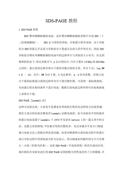 SDSPAGE操作方法要点