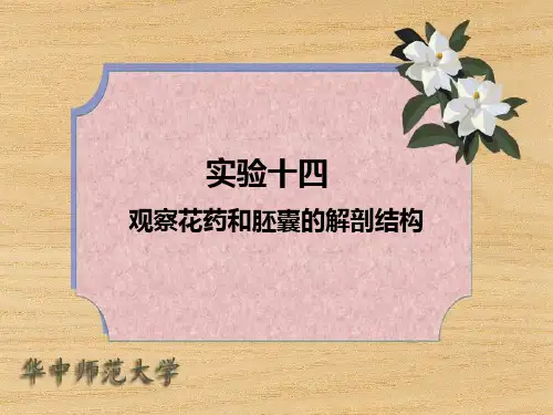 实验十四 观察花药和胚囊的解剖结构