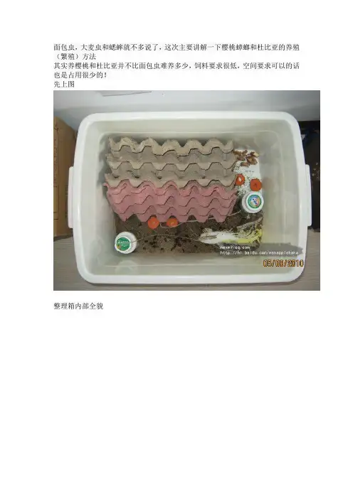 樱桃红蟑螂饲养心得总论