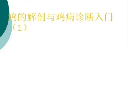 非常实用的鸡的解剖课件PPT课件