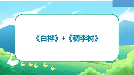 部编版语文四年级下册11《白桦》课件(共33张PPT)