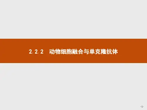 精品高中生物人教版选修3课件：《动物细胞融合与单克隆抗体》课件ppt