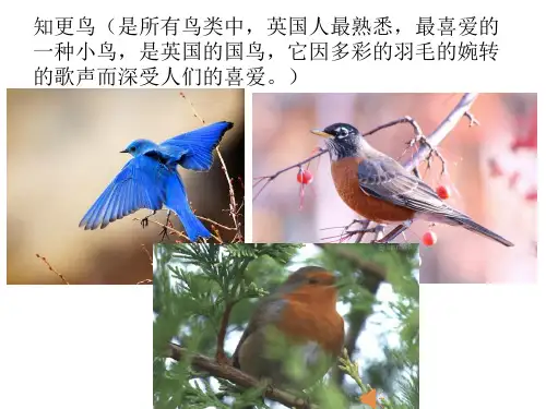 知更鸟的歌.ppt