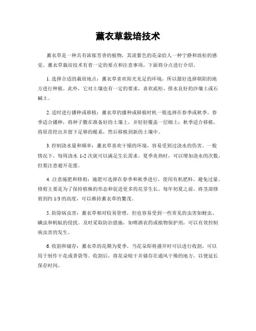 薰衣草栽培技术