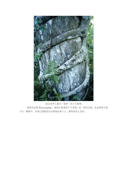 盘点世界上最为“诡异”的十大植物