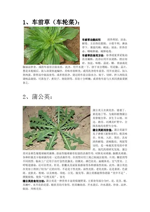 身边野菜的药用价值