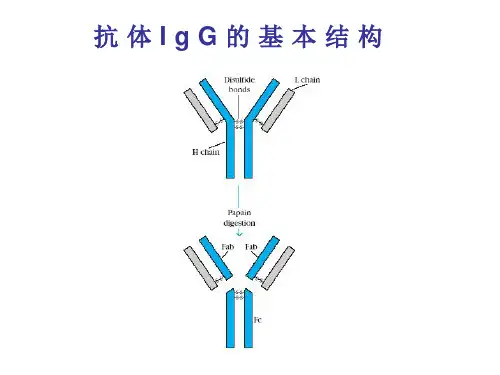 B细胞和T细胞