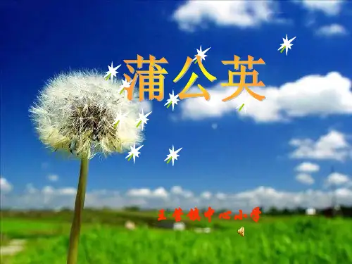 苏教版小学三上《蒲公英》ppt课件