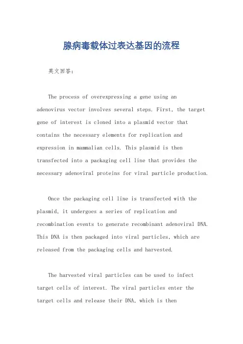 腺病毒载体过表达基因的流程