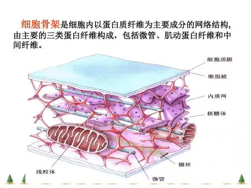 细胞生物学-细胞骨架