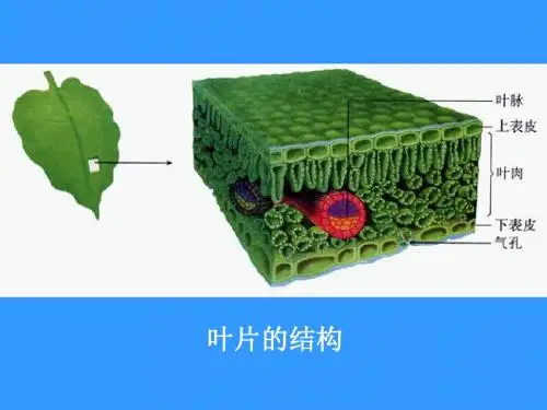 生物体的结构层次