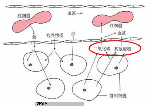人教版七年级生物下第四单元第五章人体内废物的排出公开课教学课件 (共17张PPT)