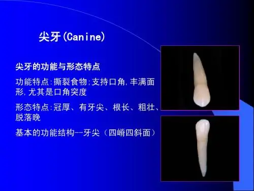 口腔解剖生理学